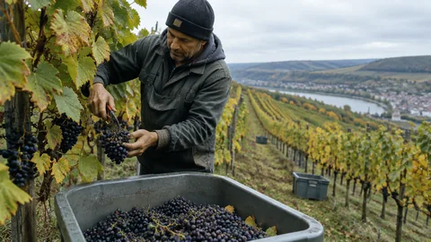 Weinbau